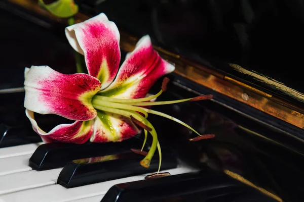 和谐与音乐之美的概念 钢琴琴键上一朵美丽的粉红色百合花 缪斯的灵感美丽 女性气质 — 图库照片