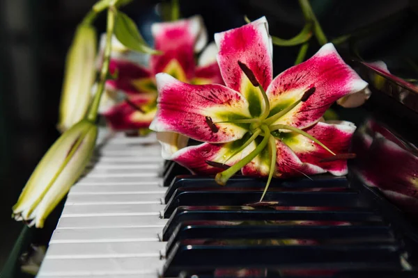 Piyano Tuşlarında Güzel Pembe Bir Zambak Çiçeği Uyum Müzikal Güzellik — Stok fotoğraf