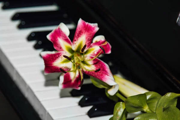 stock image The concept of harmony and musical beauty. A beautiful pink lily flower on the piano keys. Muse's inspiration. Beauty, femininity, love, tenderness