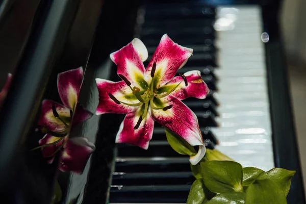 Egy Gyönyörű Rózsaszín Liliom Virág Zongorakulcsokon Harmónia Zenei Szépség Fogalma — Stock Fotó
