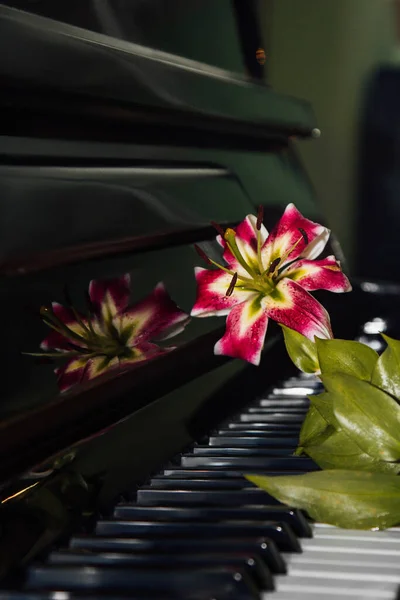 缪斯的灵感美丽 女性气质 钢琴琴键上一朵美丽的粉红色百合花 和谐与音乐之美的概念 — 图库照片