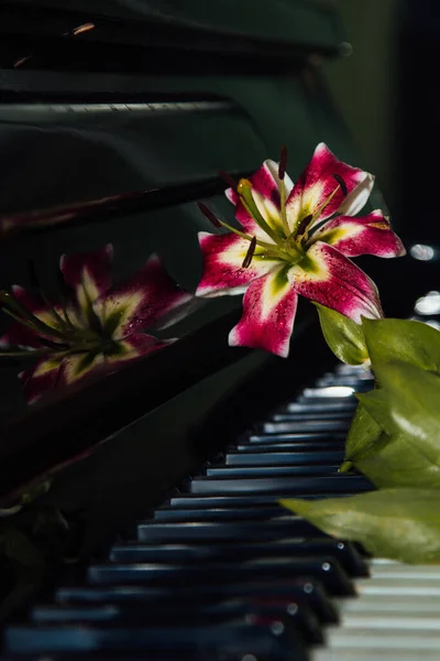 Ένα Όμορφο Ροζ Λουλούδι Κρίνου Στα Πλήκτρα Του Πιάνου Έννοια — Φωτογραφία Αρχείου