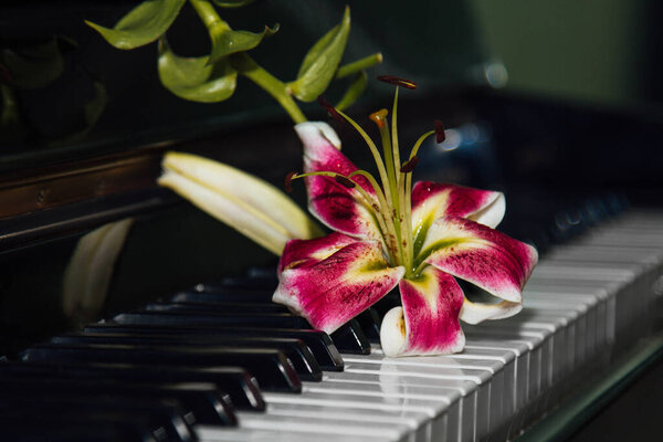 A beautiful pink lily flower on the piano keys. The concept of harmony and musical beauty. Muse's inspiration. Beauty, femininity, love, tenderness