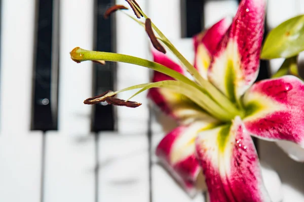 Egy Gyönyörű Rózsaszín Liliom Virág Zongorakulcsokon Harmónia Zenei Szépség Fogalma — Stock Fotó