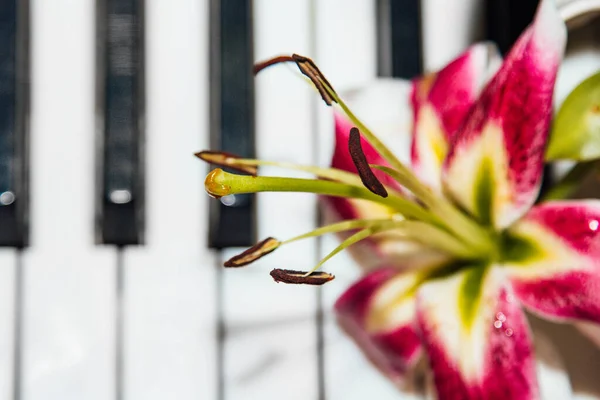 Lham Perisi Güzellik Kadınlık Aşk Şefkat Piyano Tuşlarında Güzel Pembe — Stok fotoğraf