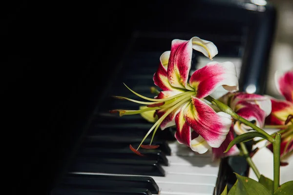 Eine Schöne Rosa Lilienblüte Auf Den Klaviertasten Das Konzept Der — Stockfoto