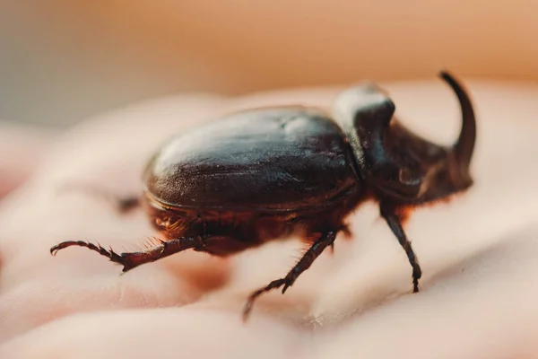 サイの甲虫 カブトムシが手に座っている サイの甲虫の接近 破壊の危機にある昆虫 動物の保護 — ストック写真