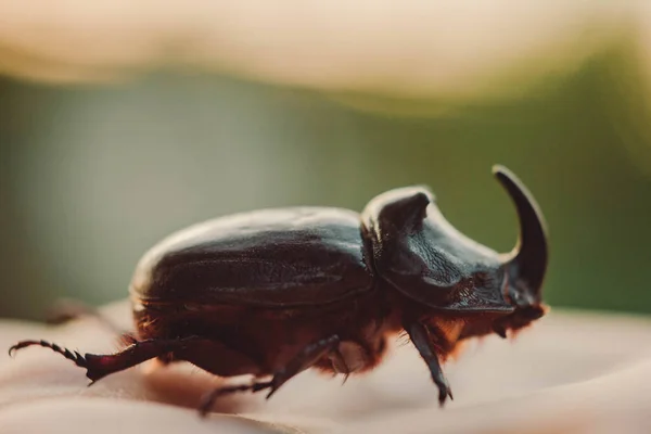 手には大きな黒い甲虫 翼マクロクローズアップ カブトムシのコレクションを持つChallcosomaサイ クローズアップビートルのマクロ写真 昆虫採集 動物の保護 — ストック写真