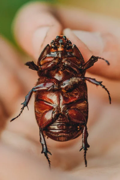 手には大きな黒い甲虫 翼マクロクローズアップ カブトムシのコレクションを持つChallcosomaサイ クローズアップビートルのマクロ写真 昆虫採集 動物の保護 — ストック写真