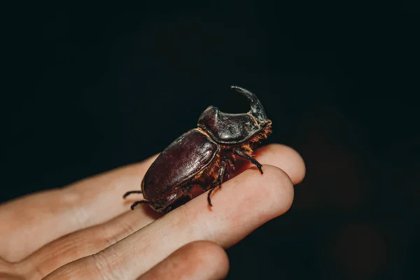 一只黑色的大甲虫在手上 粉刺犀牛与翅膀宏观特写 甲虫的集合 一个特写甲虫的宏观照片 收集昆虫 保护动物 — 图库照片