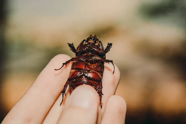 Ein Großer Schwarzer Käfer Der Hand Chalcosoma Rhinoceros Mit Flügeln — Stockfoto