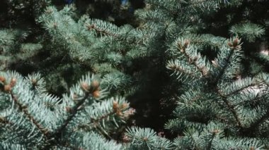 Bulutlu havada parkta yoğun mavi ladin dalları, Noel ağacının iğnelerinin yakın çekimi.