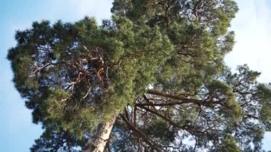 Yazın güneşli bir günde mavi gökyüzüne karşı taze yeşil yapraklara odaklan. Güzel renkli bahar mevsimi