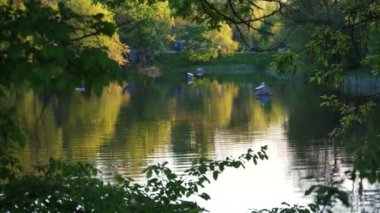 Halka açık bir parktaki göletin kenarındaki ağaçların dallarından bak. Genel plan. Güzel doğa.