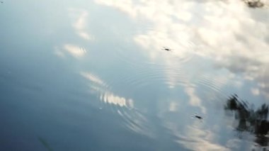 Su böceği suda yüzer. Böcekler kaykaycılar gibi suda yüzerler. Doğanın fantastik dünyası