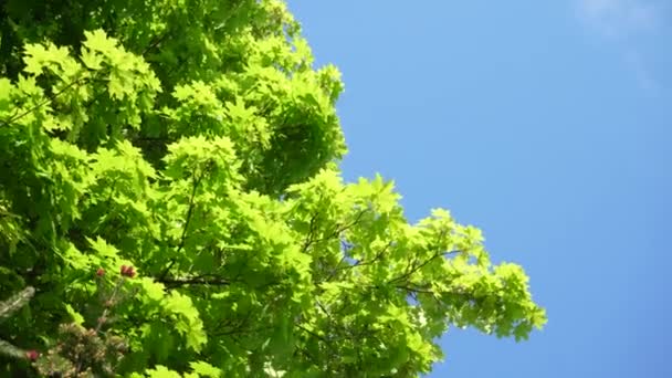 Soft Focus Fresh Green Leaves Blue Sky Summer Sunny Day Stock Video