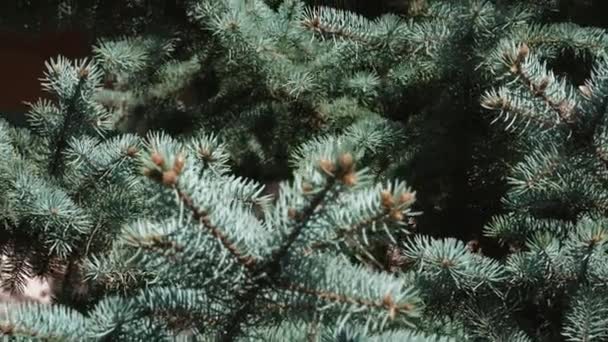 曇りの日に公園内の濃い青のトウヒの枝 クリスマスツリーの針のクローズアップ — ストック動画