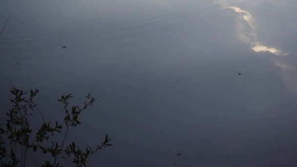 Водолазки Насекомые Плавают Воде Насекомые Плавают Воде Фигуристы Природный Мир — стоковое видео