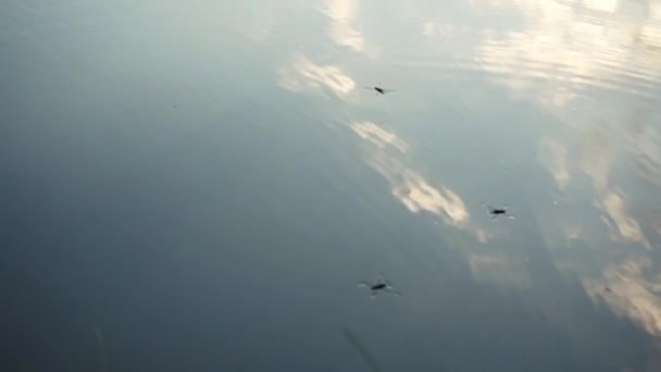 Vattenstrider Insekter Flyter Vatten Insekter Flyter Vatten Som Åkare Fantastisk — Stockvideo