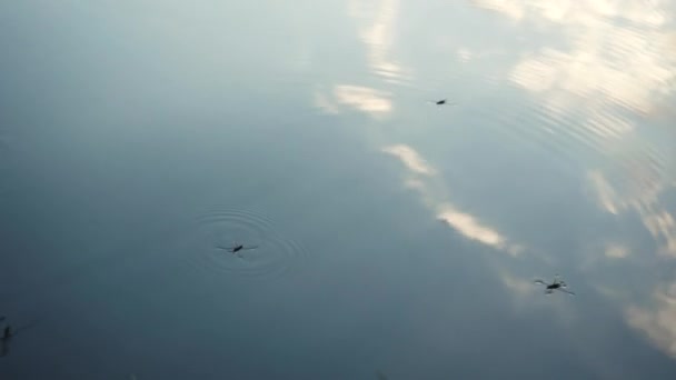 Водолазки Насекомые Плавают Воде Насекомые Плавают Воде Фигуристы Природный Мир — стоковое видео