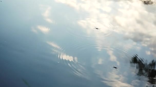 Vodní Chodec Hmyz Plave Vodě Hmyz Plave Vodě Jako Bruslaři — Stock video