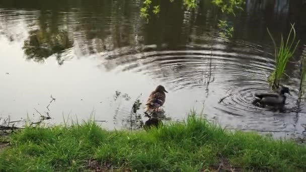 黄昏时 在夕阳西下的背景下 鸭子在池塘里游泳 透过树木看过去 羽毛飘扬的小鸟 — 图库视频影像