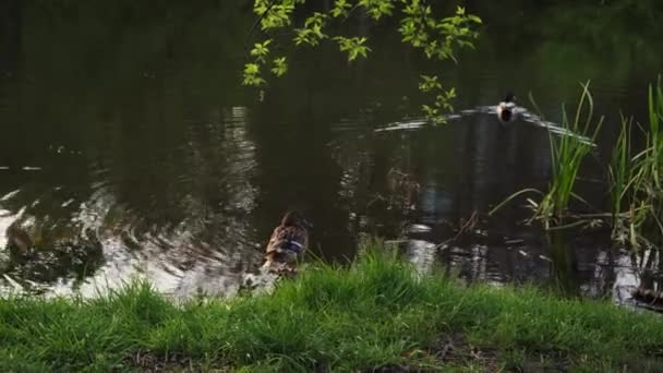 오리들은 저녁때 석양을 배경으로 연못에서 헤엄을 바라본다 깃털달린 떠다니는 — 비디오