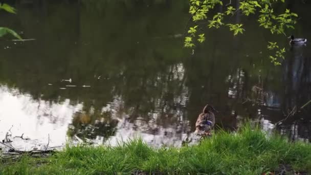 Πάπιες Κολυμπούν Στη Λίμνη Βράδυ Φόντο Τον Ήλιο Που Δύει — Αρχείο Βίντεο