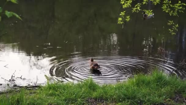 오리들은 저녁때 석양을 배경으로 연못에서 헤엄을 바라본다 깃털달린 떠다니는 — 비디오