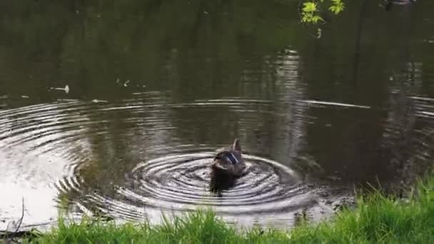 Πάπιες Κολυμπούν Στη Λίμνη Βράδυ Φόντο Τον Ήλιο Που Δύει — Αρχείο Βίντεο