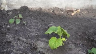 Serada yeşil bitkilerden oluşan kozalaklı çalılara ot ilacı, böcek ilacı ya da böcek ilacı sıkarak. Gübrelerle, kimyasallarla sulama. Ekin püskürtücü. Tarım sektöründe çalışmak