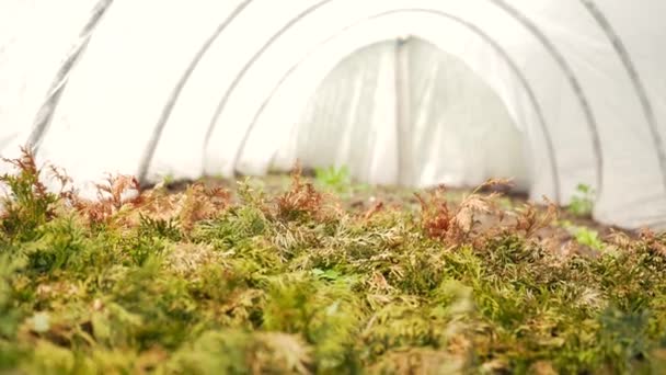 Zöld Növények Tűlevelű Bokrainak Permetezése Üvegházban Gyomirtó Rovarirtó Vagy Rovarirtó — Stock videók