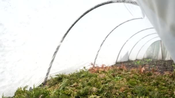 在温室里用除草剂 杀虫剂或杀虫剂喷洒针叶树 用化肥 化学药品灌溉 作物喷雾器 农业工作 — 图库视频影像
