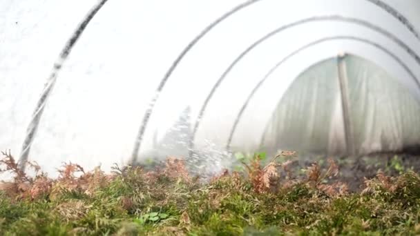 Rozstřikování Jehličnatých Keřů Zelených Rostlin Skleníku Herbicidy Pesticidy Nebo Insekticidy — Stock video