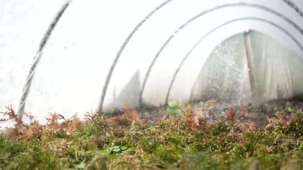 Обприскування Хвойних Кущів Зелених Рослин Теплиці Гербіцидами Пестицидами Або Інсектицидами — стокове відео