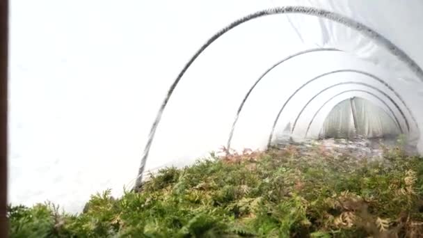 Spruzzare Cespugli Conifere Piante Verdi Nella Serra Con Erbicidi Pesticidi — Video Stock