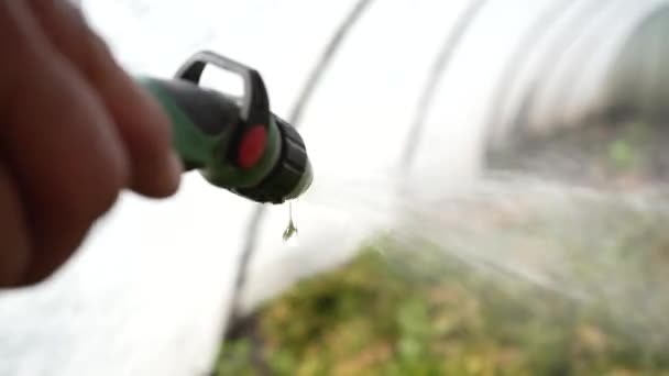 Das Besprühen Von Nadelgehölzen Mit Herbiziden Pestiziden Oder Insektiziden Gewächshaus — Stockvideo