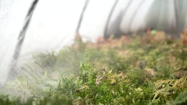 Pulverización Arbustos Coníferas Plantas Verdes Invernadero Con Herbicidas Pesticidas Insecticidas — Vídeo de stock