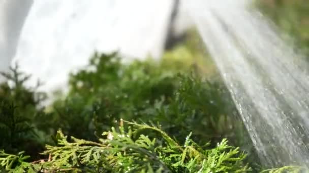 Pulverización Arbustos Coníferas Plantas Verdes Invernadero Con Herbicidas Pesticidas Insecticidas — Vídeos de Stock
