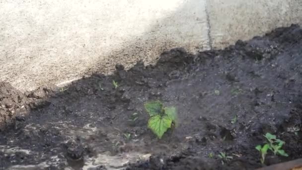 Spraya Barrbuskar Gröna Växter Växthuset Med Herbicider Bekämpningsmedel Eller Insekticider — Stockvideo