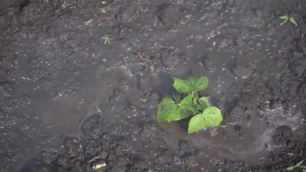 Naaldstruiken Met Groene Planten Besproeien Kas Met Herbiciden Pesticiden Insecticiden — Stockvideo