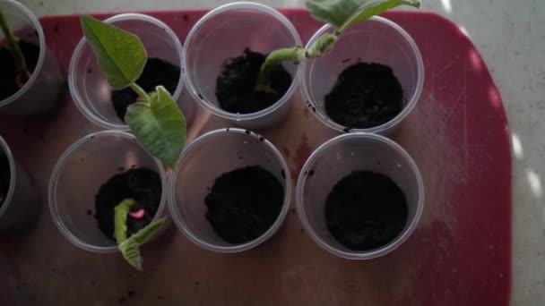 재배자 원예가는 꽃이나 채소를 수있는 용수철심는 — 비디오