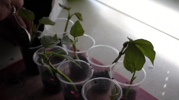 プラスチックカップで苗を育てる 苗は自宅で剪定されます 趣味としてのホームガーデン — ストック動画