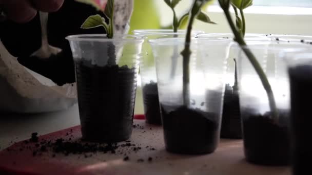 Καλλιέργεια Σπορόφυτα Πλαστικά Ποτήρια Γλάροι Κλαδεύονται Στο Σπίτι Κήπος Στο — Αρχείο Βίντεο
