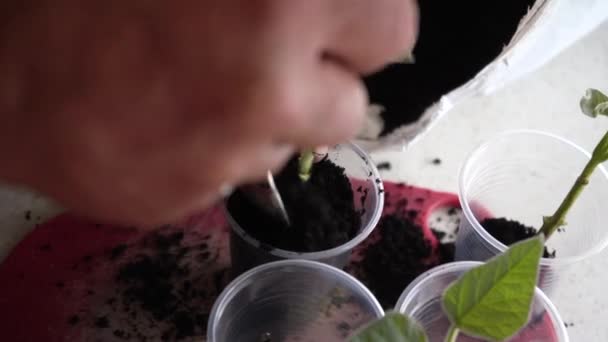Verter Tierra Fértil Cultivador Verduras Agricultor Jardinero Prepara Copas Plántulas — Vídeos de Stock