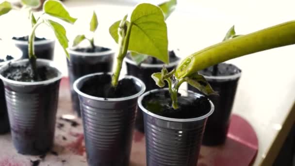 Ρίχνει Γόνιμο Έδαφος Καλλιεργητής Λαχανικών Αγρότης Κηπουρός Προετοιμάζει Κύπελλα Σπορόφυτα — Αρχείο Βίντεο