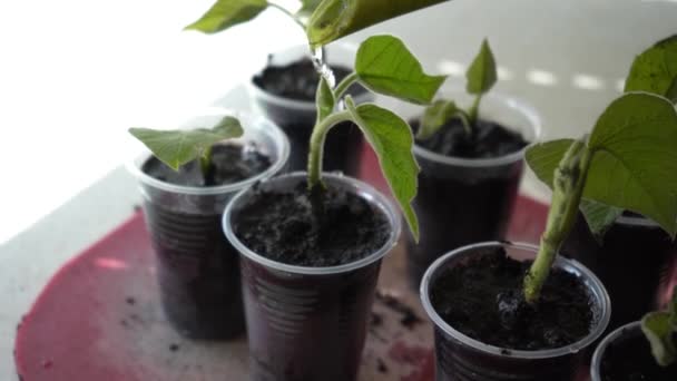Pouring Fertile Soil Vegetable Grower Farmer Gardener Prepares Seedling Cups — Stock Video