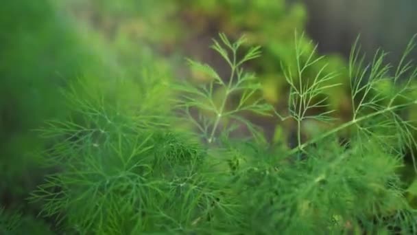 Het Besproeien Van Groen Kas Met Herbiciden Pesticiden Insecticiden Irrigatie — Stockvideo