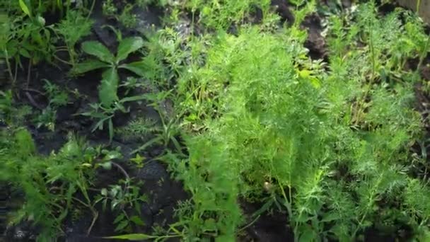 Begrünung Des Gewächshauses Mit Herbiziden Pestiziden Oder Insektiziden Bewässerung Mit — Stockvideo