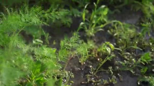 Postřikování Zeleně Skleníku Herbicidy Pesticidy Nebo Insekticidy Zavlažování Hnojivy Chemikáliemi — Stock video